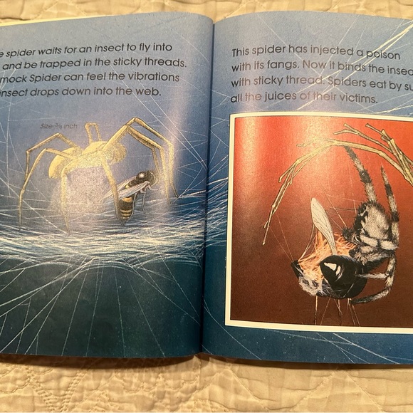 Spiders - Picture 4 of 11